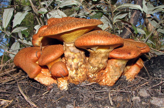 Image of Western Painted Suillus