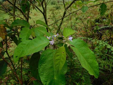 صورة Solanum ovalifolium Humb. & Bonpl. ex Dun.