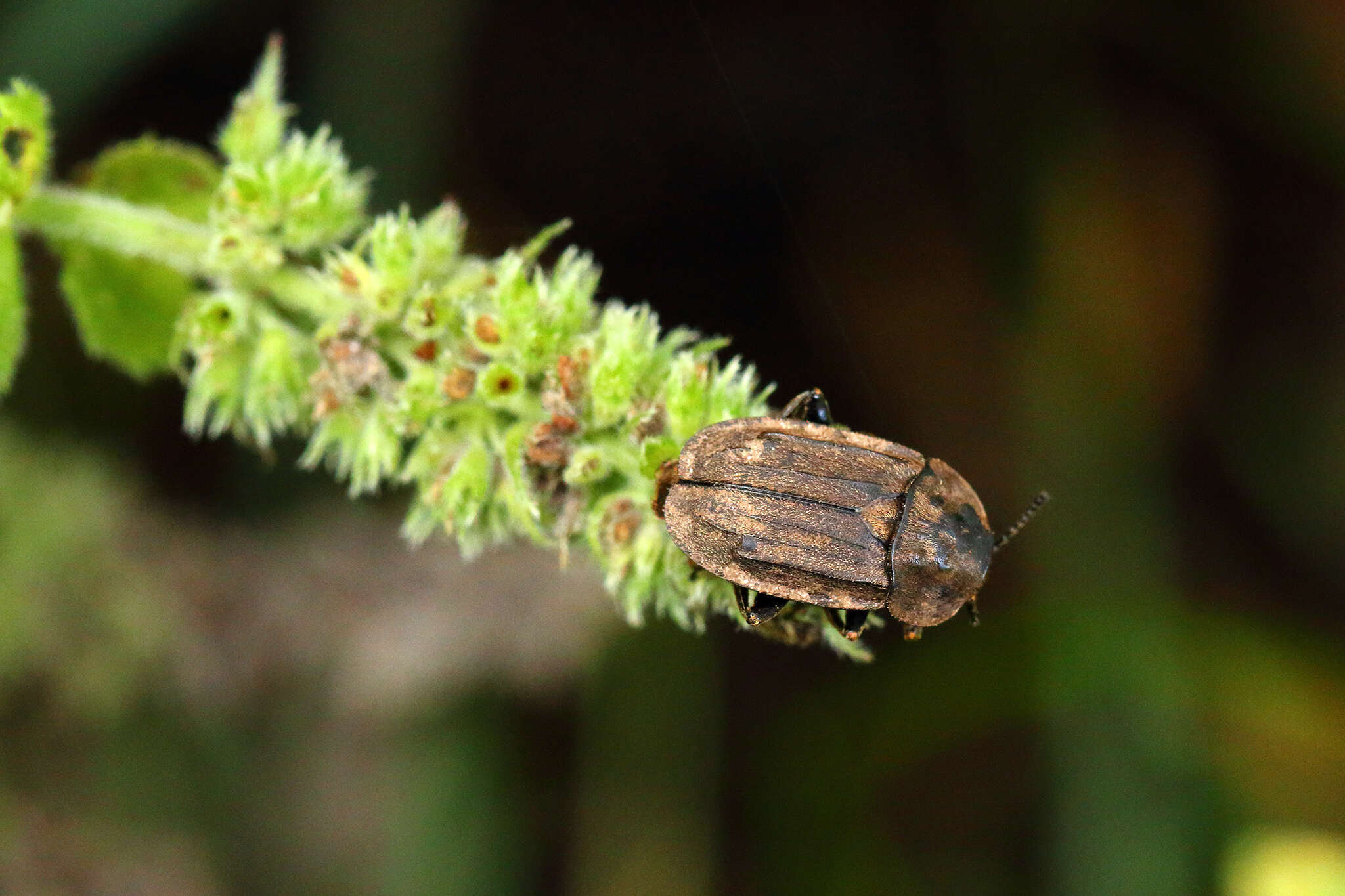 صورة Aclypea opaca (Linnaeus 1758)