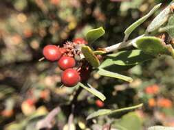 Слика од Arctostaphylos hookeri subsp. montana (Eastw.) P. V. Wells