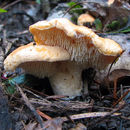 Image of Hedgehog Mushroom