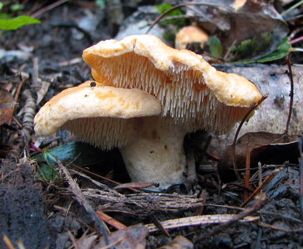 Image of Hedgehog Mushroom