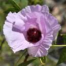 Слика од Gossypium robinsonii F. Müll.