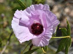 Image of Gossypium robinsonii F. Müll.