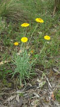 Image of Leucochrysum albicans subsp. albicans