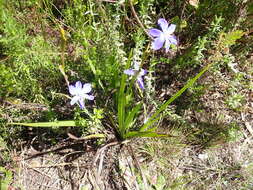 Imagem de Aristea ensifolia J. Muir