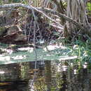 Image of Florida spiderlily