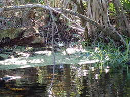 Image of Florida spiderlily