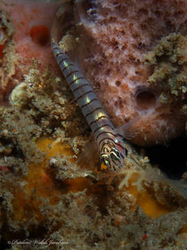 Image of Tiger Goby