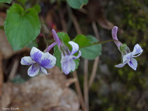 Imagem de Viola rostrata Pursh