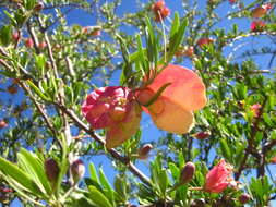 Image of Chinese Lanterns