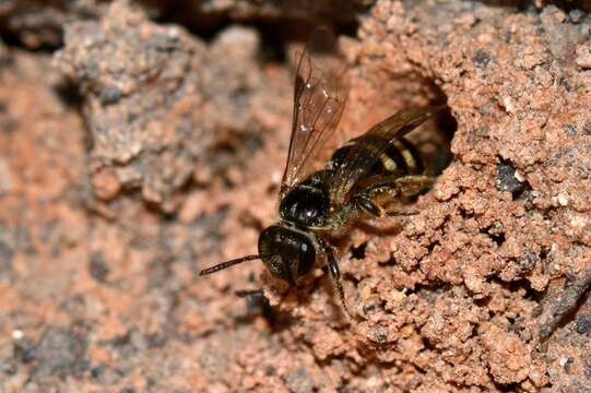 Image of Lasioglossum mediopolitum (Cockerell 1914)