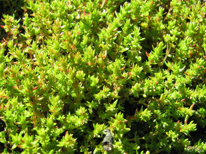 Image of Mossy Stonecrop