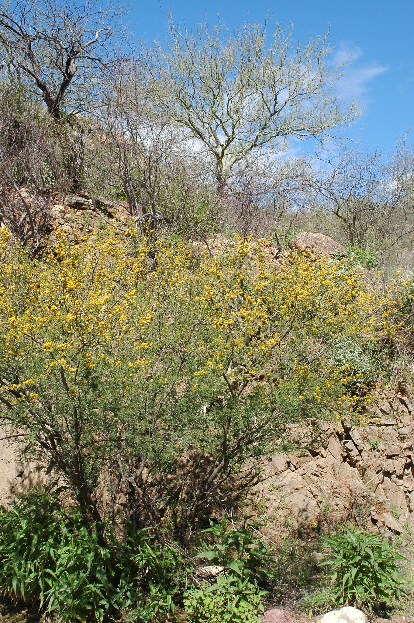 Image de Vachellia farnesiana var. farnesiana