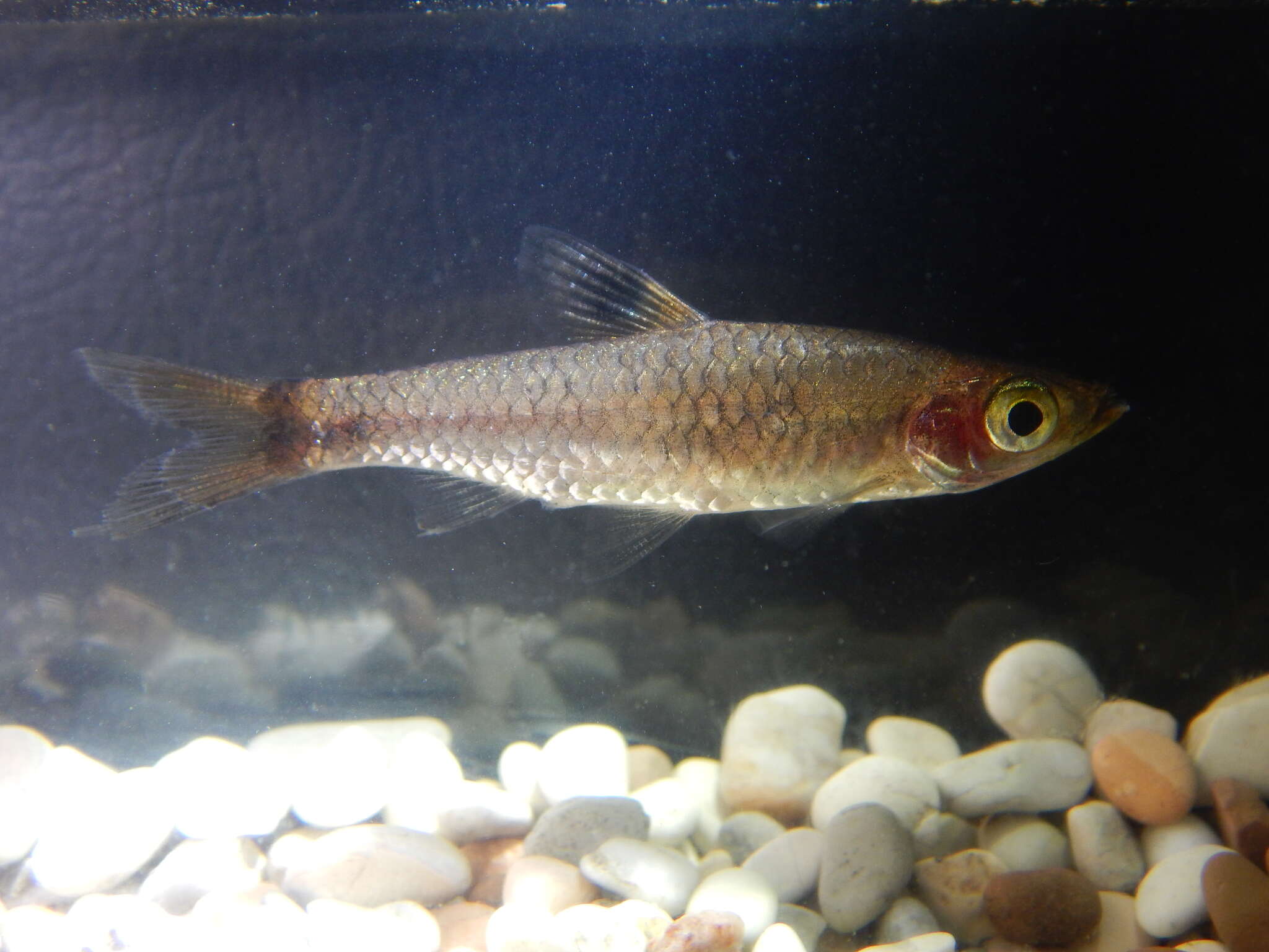 Image of Eyespot rasbora