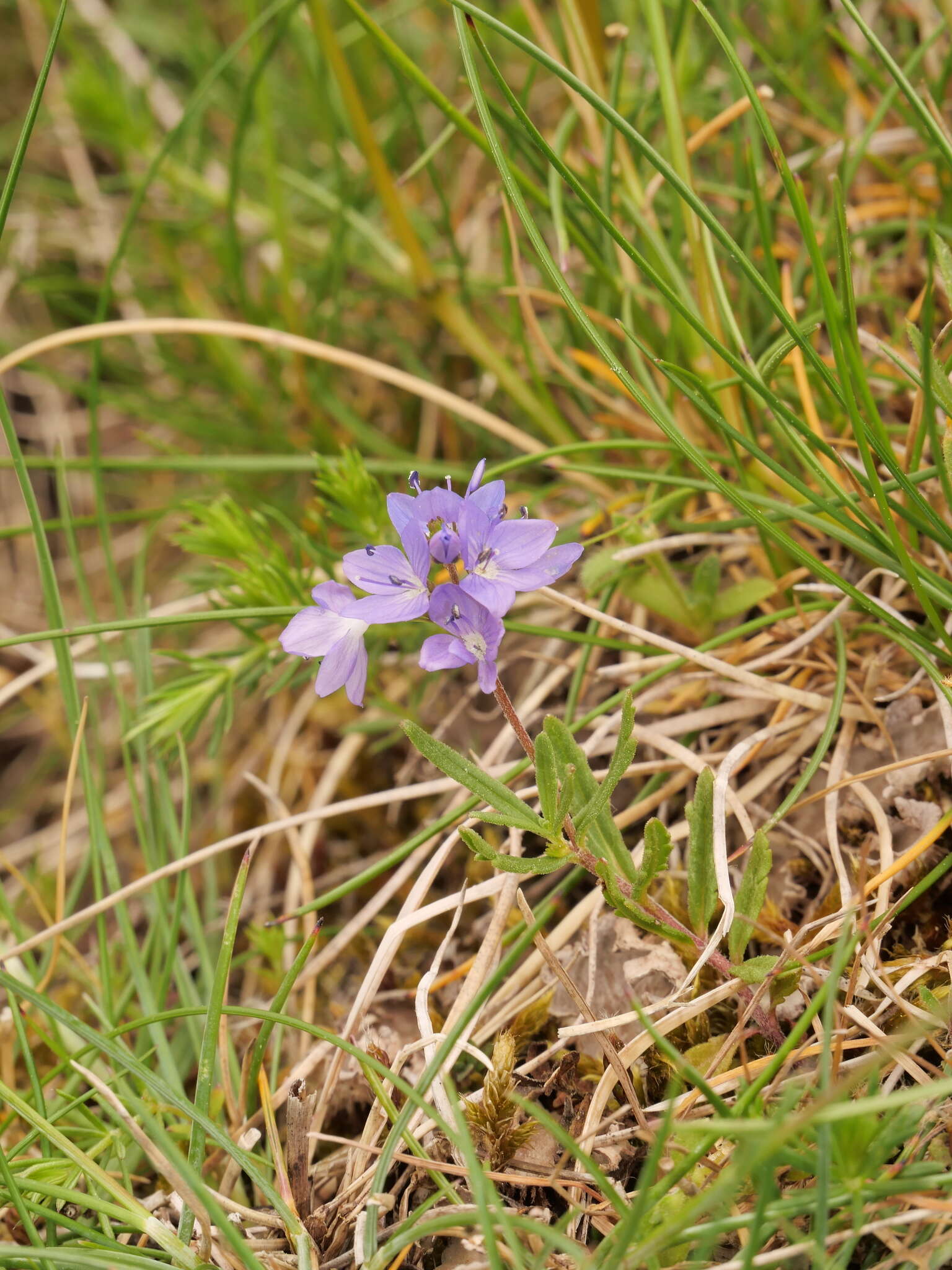 Image of Veronica satureiifolia Poit. & Turp.