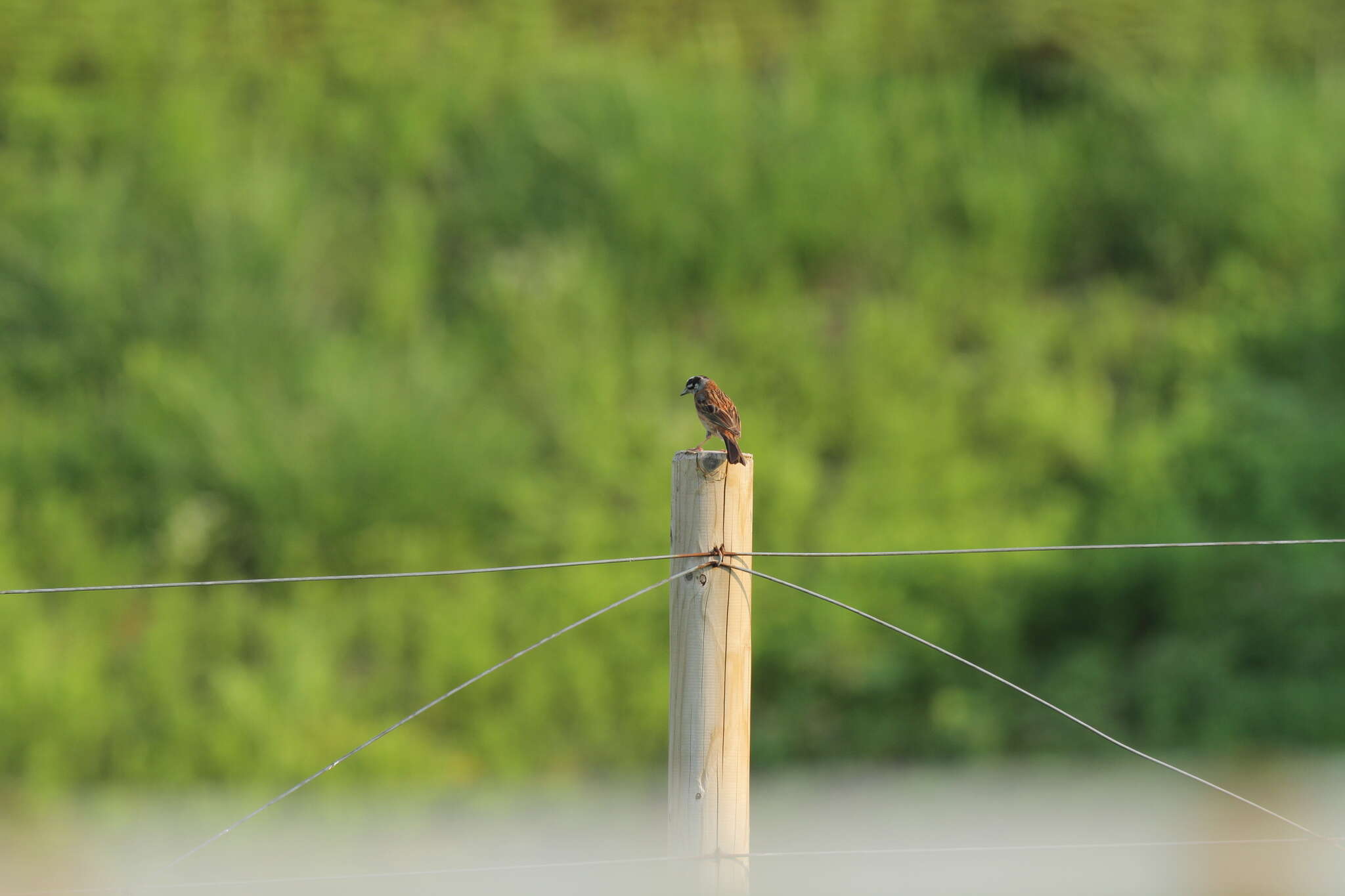 Emberiza cioides ciopsis Bonaparte 1850的圖片