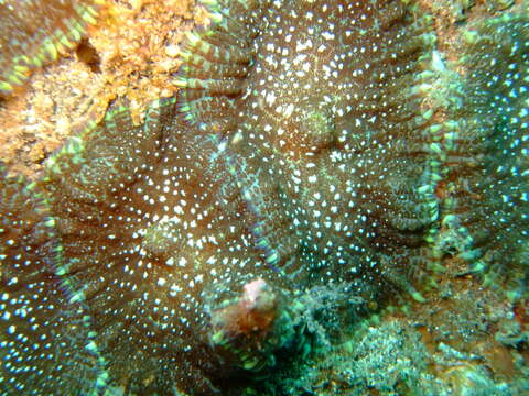 Image of Tonga blue mushroom anemone