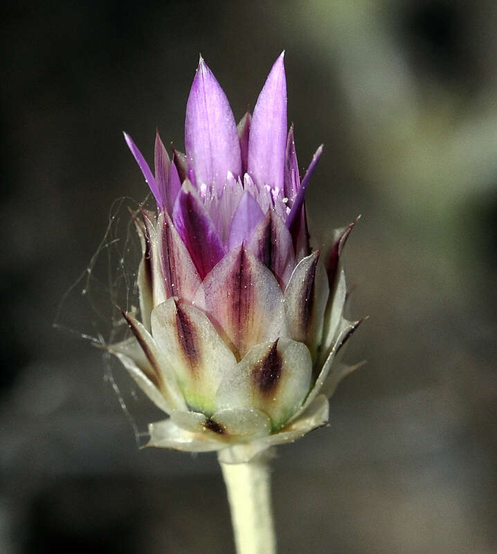 Image of Xeranthemum inapertum (L.) Mill.