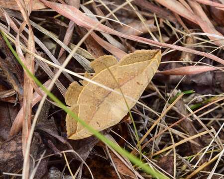 Sivun Entomogramma pardus Guenée 1852 kuva