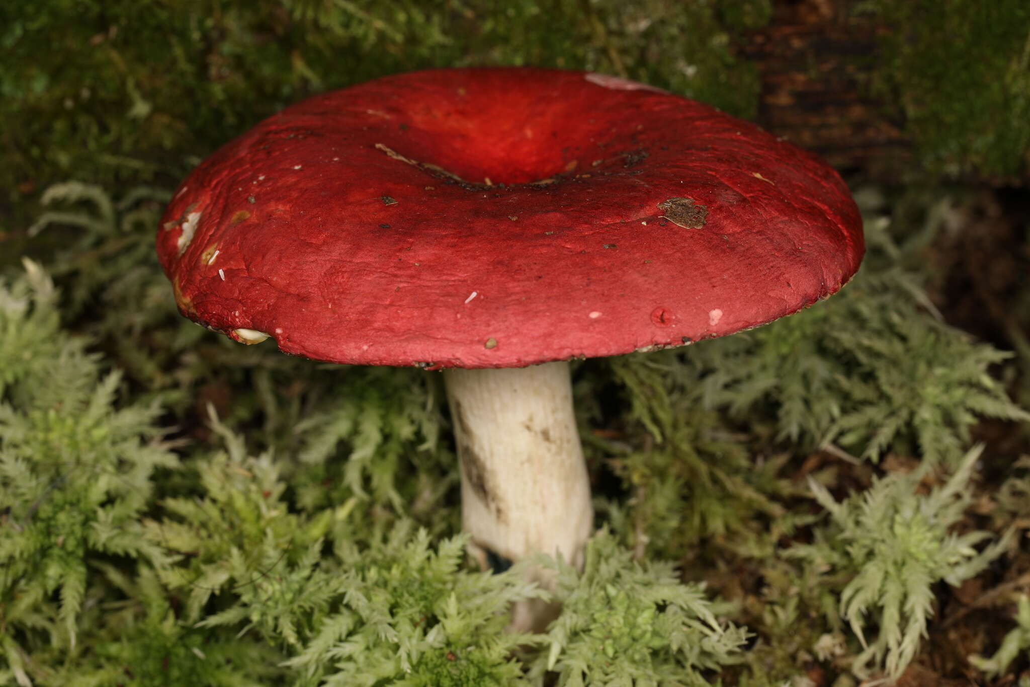 Image of Russula nigrescentipes Peck 1906