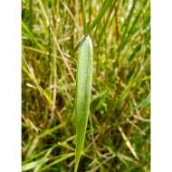 Image of Swamp Millet