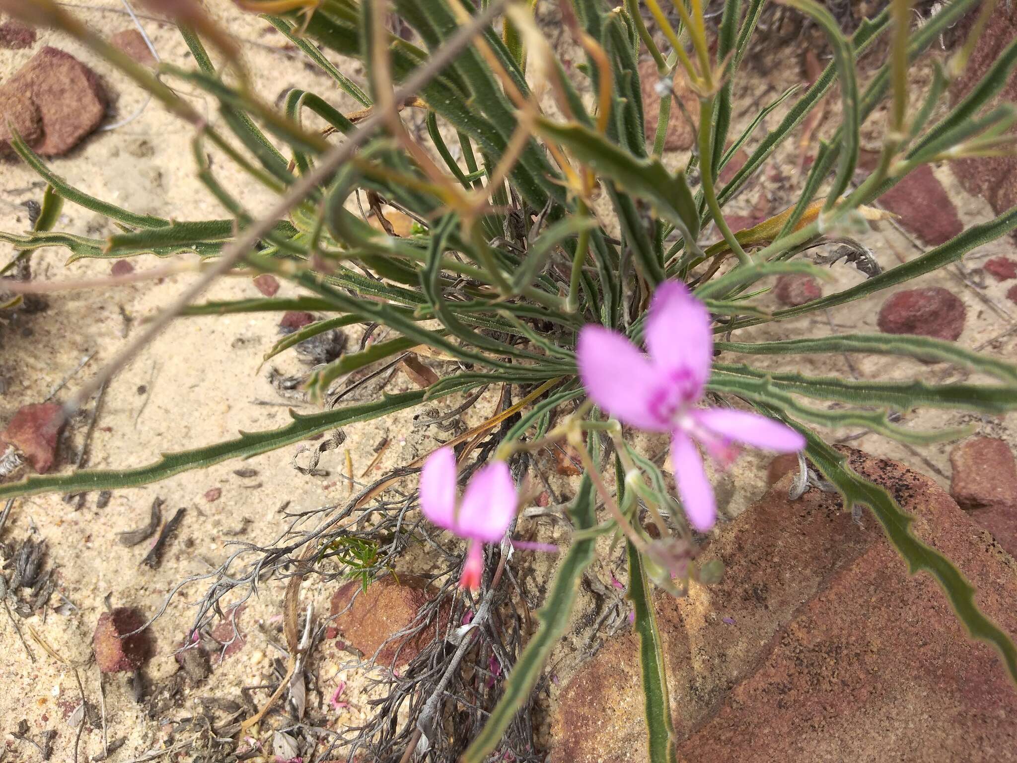 Image of Pelargonium coronopifolium Jacq.