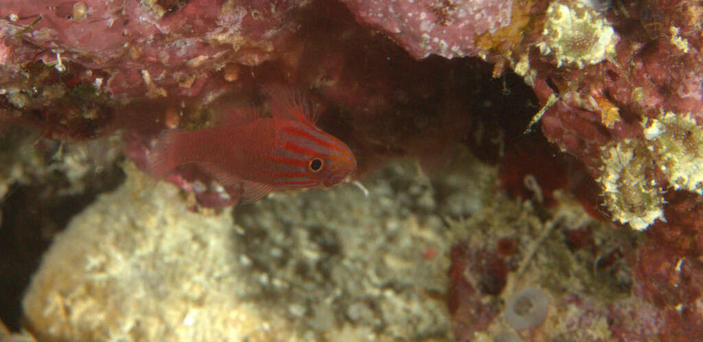 Image of Stripehead dwarfgoby