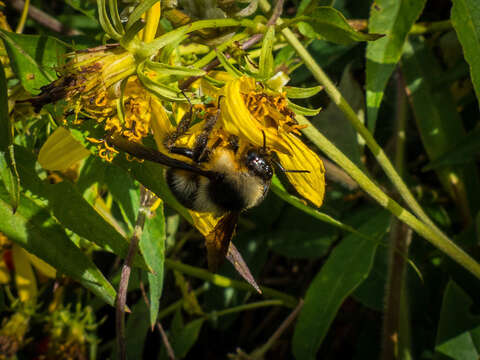 Слика од Bombus brasiliensis Lepeletier 1836