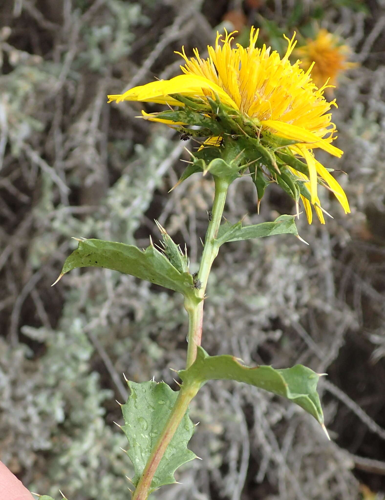 Imagem de Berkheya spinosa (L. fil.) Druce