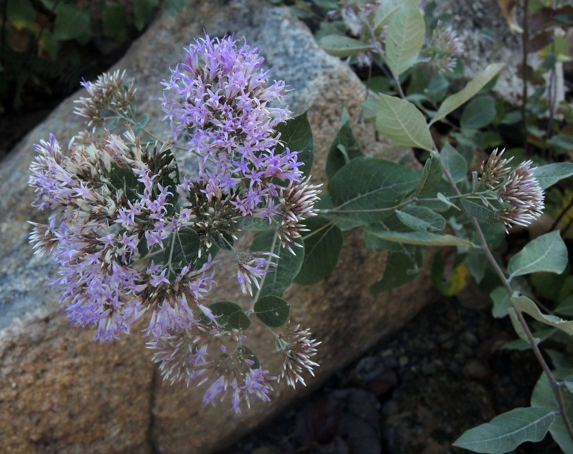 Eremosis foliosa (Benth.) Gleason resmi