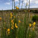 Image of <i>Cytisus scoparius</i> subsp. <i>reverchonii</i>