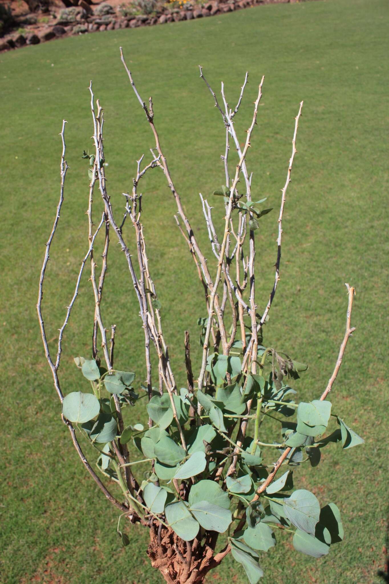 Image de Erythrina acanthocarpa E. Mey.