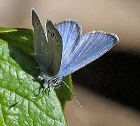 صورة Glaucopsyche lygdamus orcus (W. H. Edwards 1869)