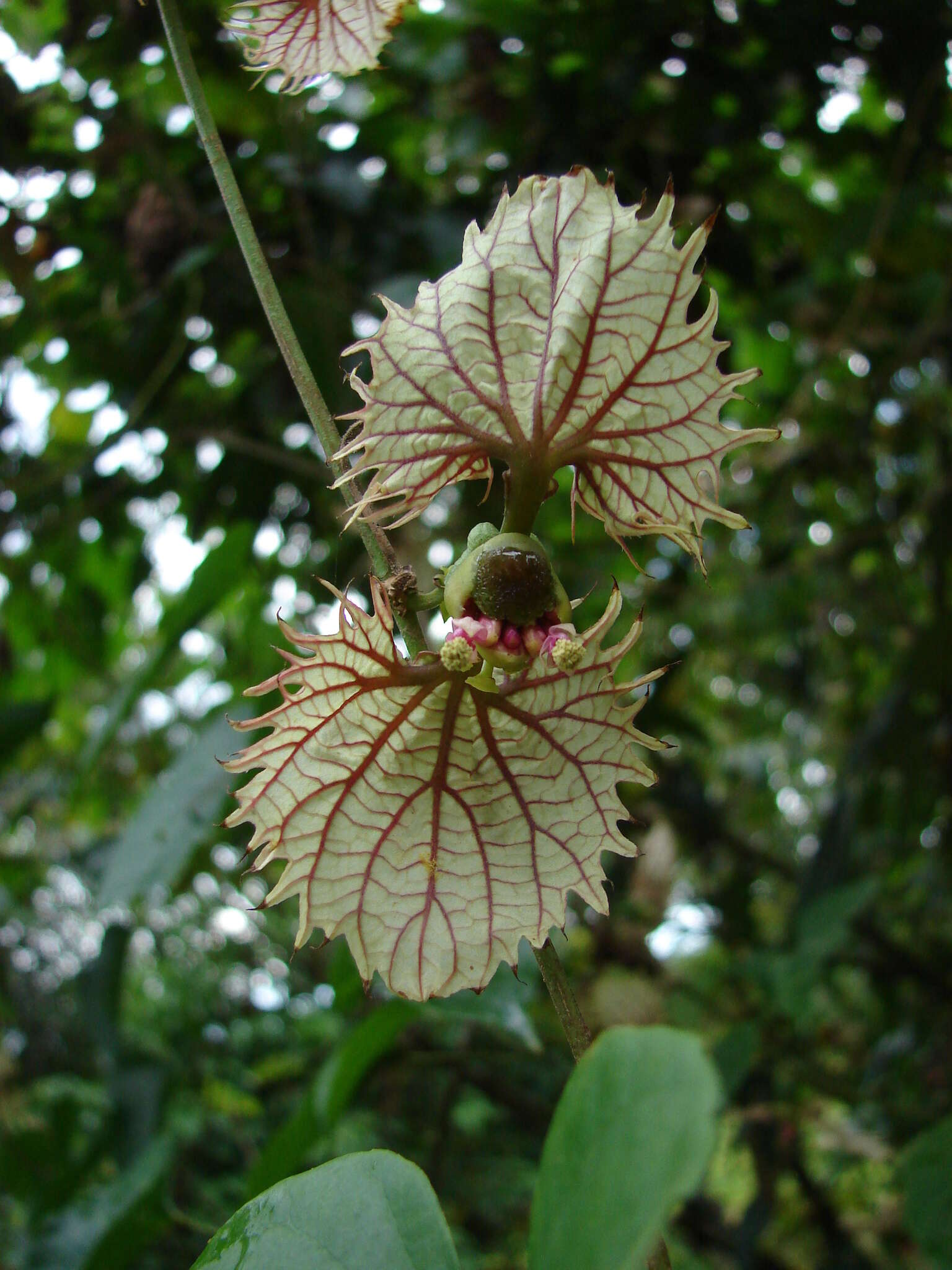 Plancia ëd Dalechampia dioscoreifolia Poepp.