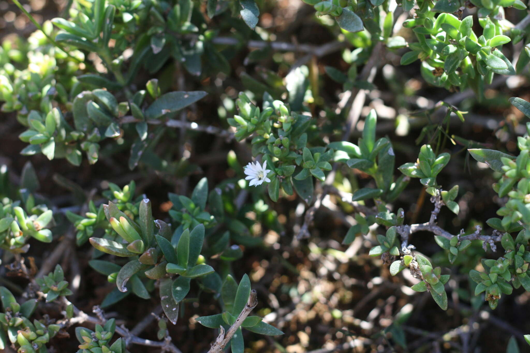 Image of Delosperma uitenhagense L. Bol.