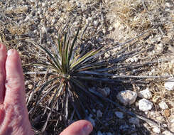 Image of plains yucca