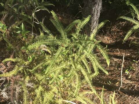 Image of Drooping Forked Fern