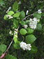 Plancia ëd Crataegus brainerdii Sarg.