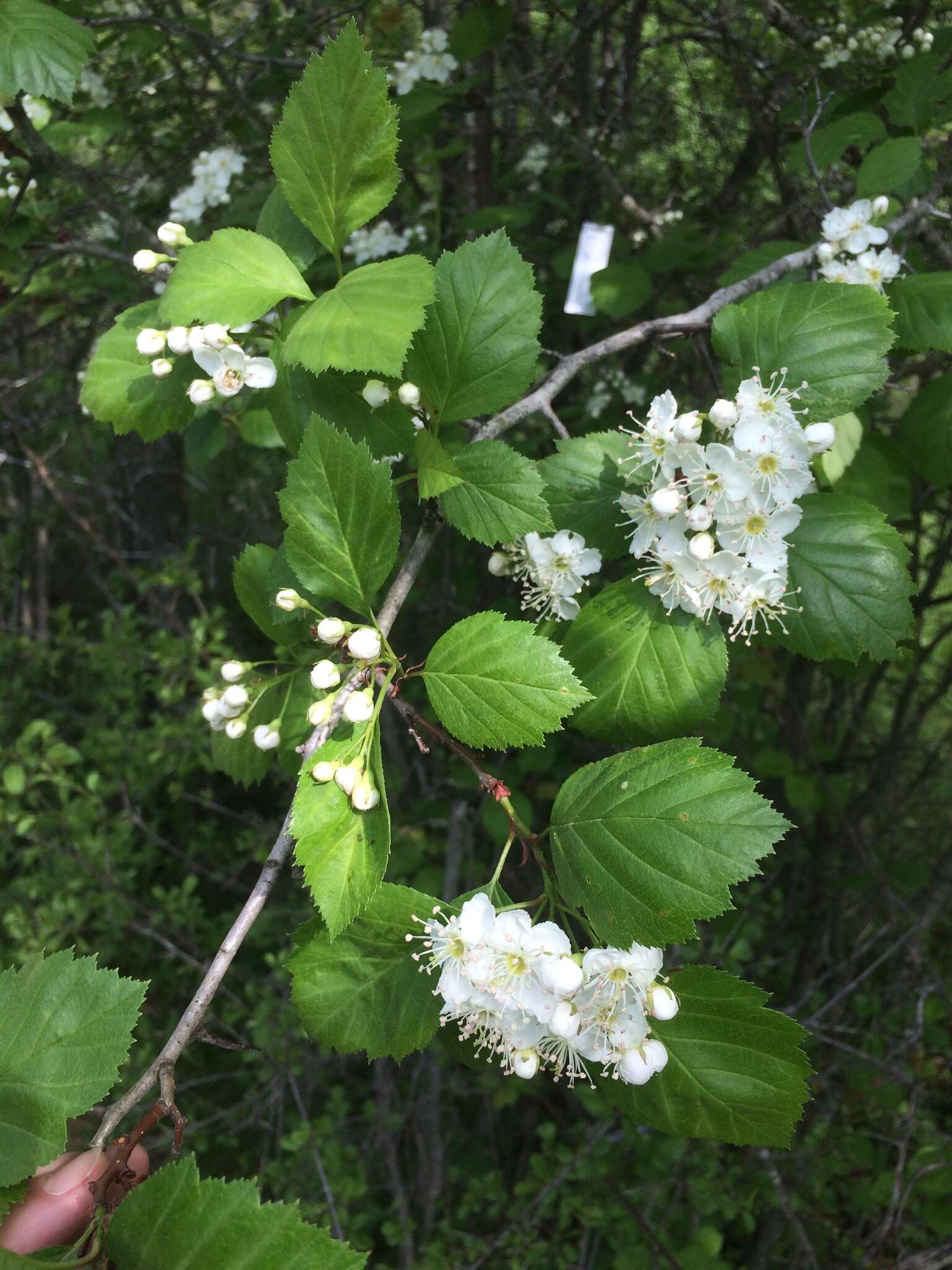 Plancia ëd Crataegus brainerdii Sarg.