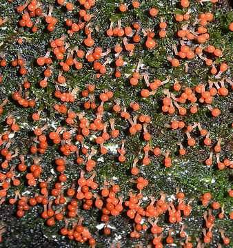 Image of <i>Hemitrichia calyculata</i>