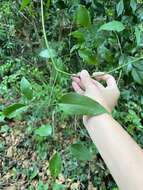 Imagem de Clematis uncinata Champ. ex Benth.