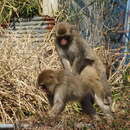 Image of Macaca fuscata fuscata (Blyth 1875)