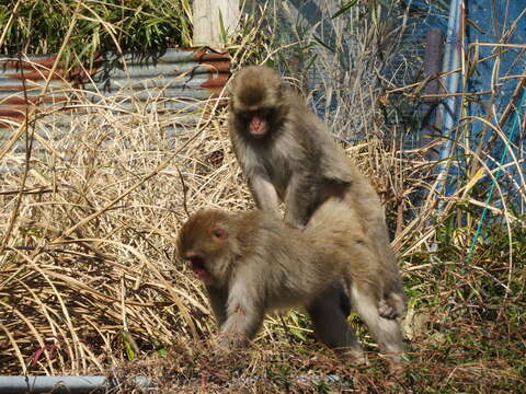 Image de Macaca fuscata fuscata (Blyth 1875)