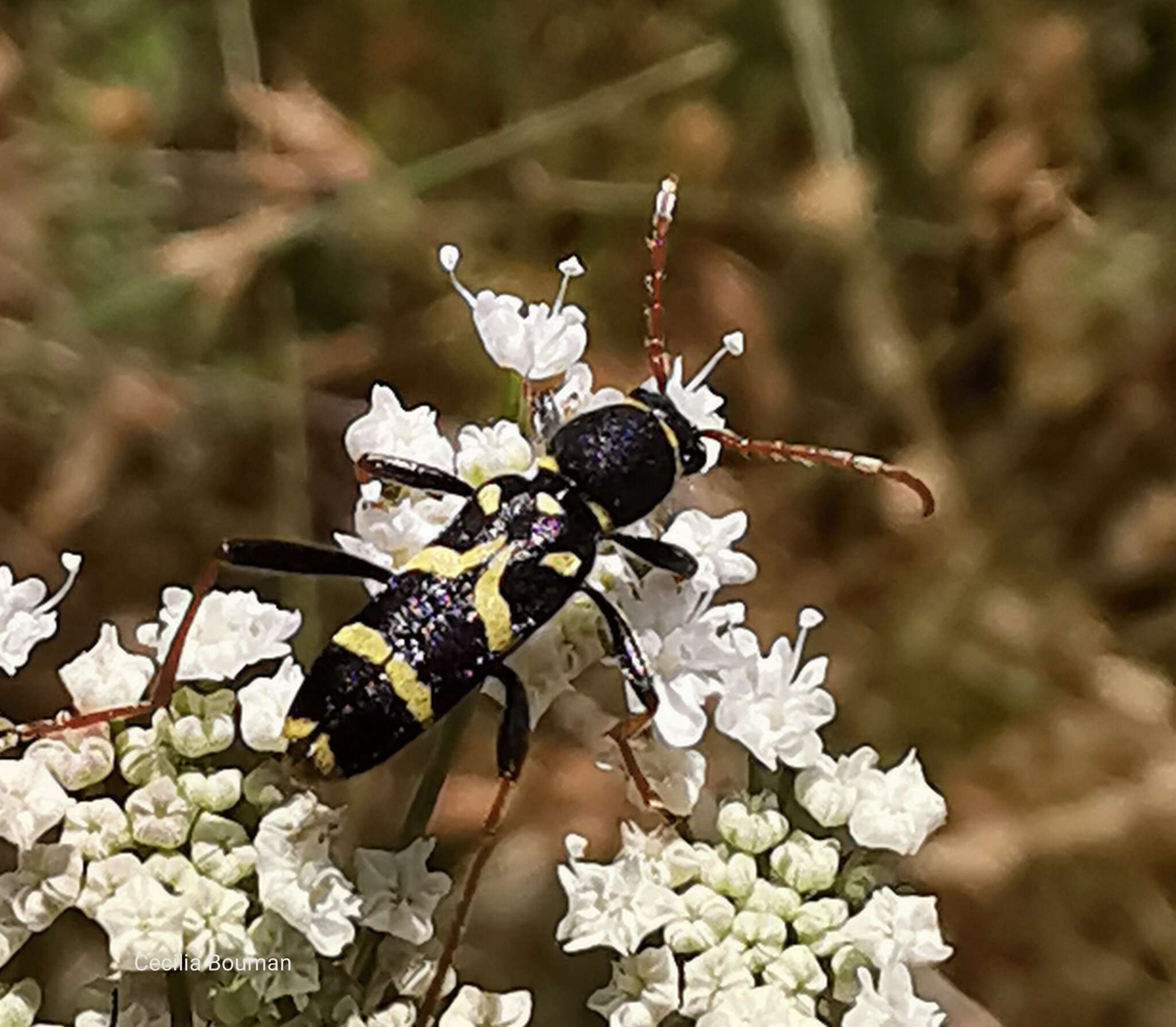 Image of Clytus rhamni Germar 1817