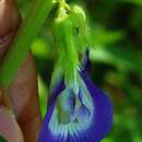 Plancia ëd Clitoria annua J. Graham