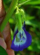 Plancia ëd Clitoria annua J. Graham