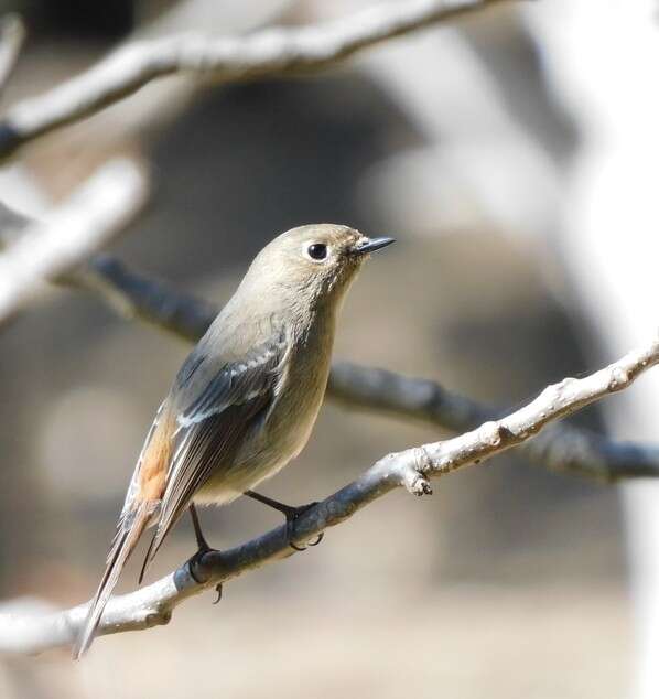 Image of Blue-capped Redstart