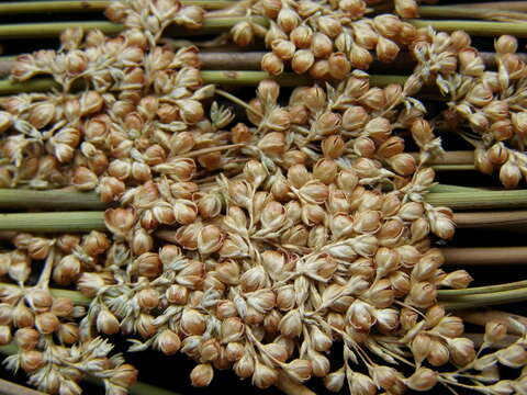 Imagem de Juncus usitatus L. A. S. Johnson