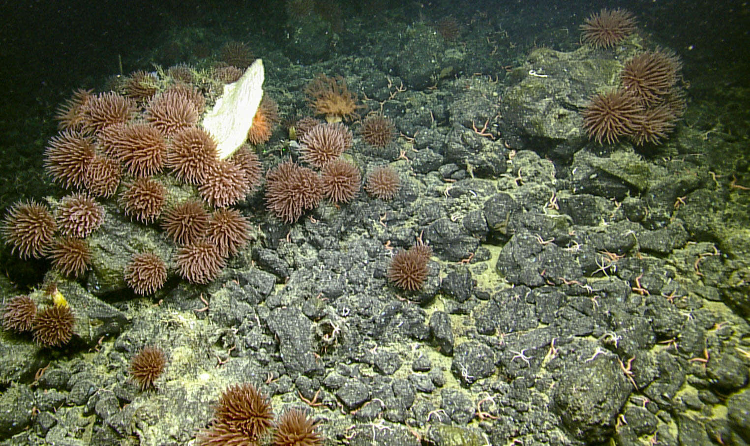 Image of Pom-pom anemone